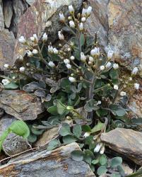 Cardamine thalassica. Plant with rosette leaves and flowering inflorescences.
 Image: P.B. Heenan © Landcare Research 2019 CC BY 3.0 NZ